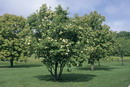 viburnum lentago